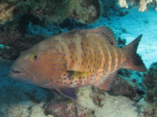 Plectropomus pessuliferus marisrubis